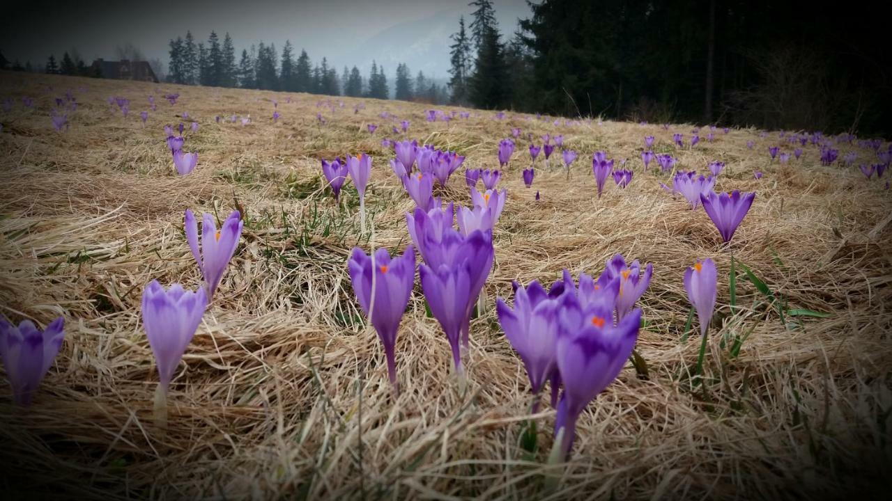 Spanie Po Zboju Косцелиско Экстерьер фото